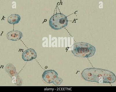 . Microrganismi patogeni, compresi batteri e protozoi; un manuale pratico per studenti, medici e operatori sanitari. ^..^ ) ir it d^h e ^ :j h. 3 IV ,lg^^-^ i . r 1* , :■*/,.• * Foto Stock