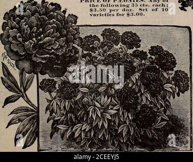 . Capovolgere una nuova foglia e essere convinto che W.W. I semi di Rawson & Co. Sono veri per nome / W.W. Rawson & Co. Anemone Japonica.. Foto Stock
