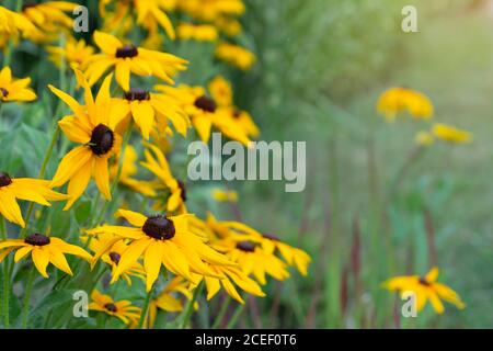 Giallo estate rudbeckia fiori nel giardino Foto Stock