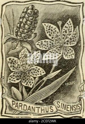 . Guida di Lovett alla cultura della frutta : primavera, 1901. Astilbe Japonica (Spir&a Japonica). GTeen scuro, fogliame simile alla felce finemente tagliato, formando una bella rana di tuft che si elevano numerose paniclette affollate e piume di fiori piccoli, argentei-bianchi. Una pianta di confine dell'elegantone e un taglio di fine-. BLACKBERRYLILY. Pardanthus Sinensis. Una pianta interessante della famiglia Iris. Foglie larghe e pallido a forma di Teensword, arrangiate in modo simile a un ventaglio: Fiori a forma di stella a mano, riforange spessi spottati con marrone e porpora. I semi si aprono, esponendo-grappoli offruit che strettamente resemblleblackbaces e che Foto Stock