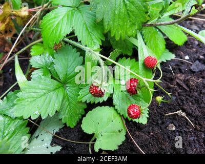 FRAGARIA Vesca Fragaria Fragola selvatica Foto Stock