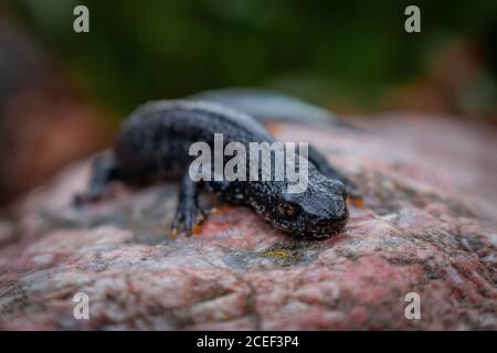 Nero newt seduto su una pietra rosa. Primavera. Messa a fuoco selettiva. Foto Stock
