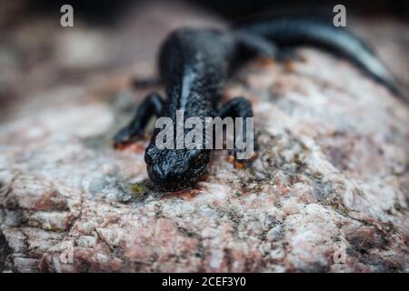 Nero newt seduto su una pietra rosa. Primavera. Messa a fuoco selettiva. Foto Stock