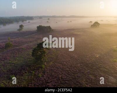 Fioritura dei campi di Heather, erica rosa viola in fiore, stufa in fiore nel parco Veluwe Zuiderheide , Paesi Bassi Foto Stock