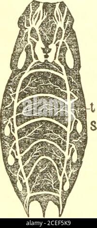 . Principi di zoölogy : toccare la struttura, lo sviluppo, la distribuzione e la disposizione naturale delle razze di animali, viventi ed estinti con numerose illustrazioni : parte 1, fisiologia comparativa : per l'uso di scuole e collegi. Influenza dell'aria. Questo è vero per tutti gli animali, che vivano nell'atmosfera o nell'acqua. Nessun animale può sopravvivere per un periodo di tempo considerevole senza aria; e gli animali più alti quasi istantaneamente quando sono privati di esso. È l'ufficio della respirazione che togr-ng il sangue in comunicazione con l'aria. 246. Tra gli animali che respirano Foto Stock