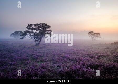 Fioritura dei campi di Heather, erica rosa viola in fiore, stufa in fiore nel parco Veluwe Zuiderheide , Paesi Bassi Foto Stock