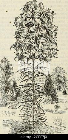 . John Saul's Washington catalogo di piante per la primavera del 1888. Anthus Umbellatus (African Lily), grande capriate di fiori blu, bended out fine, 25 cts. A 50 * Alba, bianco fiorito 30 * Flora pleno, doppio * Major, grande fiorito 50 * variegata, foglie variegate 50 ♦Amaryllis, Artemasia (nuovo), bianco puro, Con grandi strisce di venuilion, fiori molto grandi, splendida varietà 2 00 *Aurea(LycorisAurea), giallo dorato.veryrare, 2 50 ciascuno. Lilium, Speciosum Roseum Verum 40 Purpuratum, colore intenso 50 rubrum Verum, colore molto fine e profondo, beau-tful 75 Schrymakersii, molto ricco profondo cremisi 4 Foto Stock