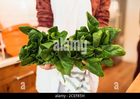 Mani di cuoco irriconoscibile in piedi con mazzo di spinaci freschi verdi. Foto Stock