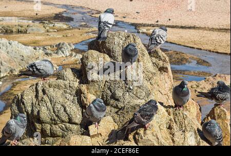 Piccioni di città Foto Stock