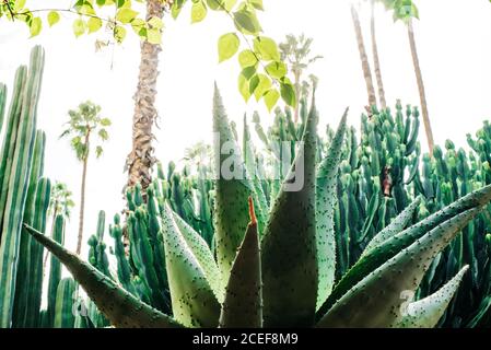 In prossimità di un impianto di cactus Foto Stock