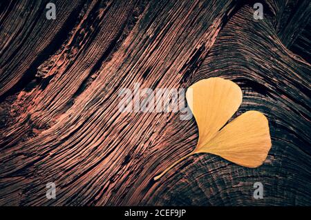 Foglia gialla di ginkgo biloba a forma di cuore su legno tronco sfondo in autunno Foto Stock