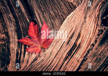 Foglia di acero rosso su fondo di tronco di legno in autunno Foto Stock