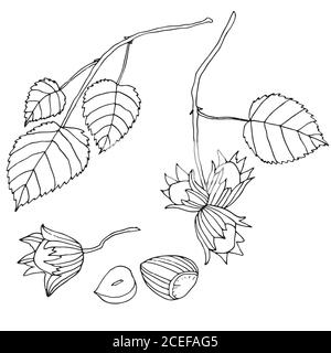 Nocciole nere e bianche, isolate.Branch con foglie e r Illustrazione Vettoriale