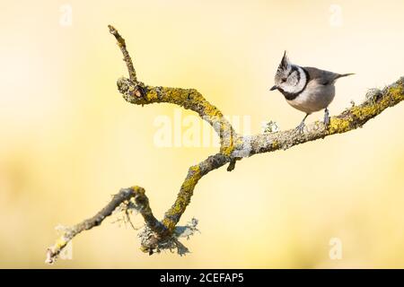 Minuscolo topolino bridled seduto su un ramo sottile di albero mussoso sopra sfondo giallo sfocato della natura Foto Stock