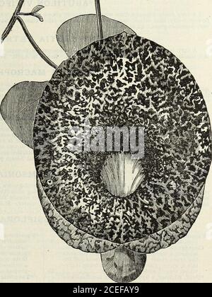 . John Saul's Washington catalogo vivai di piante per la primavera del 1888. Xpanded, e di themost brillante ricco colore profondo carminio. Questo è sollevato da un lustro bluastro formicolone il piccolo occhio bianco. I fiori haud-alcuni di questo superbo nuovo Impa-tiens sono prodotti nel più grande pro-fusione fra.n marzo fino a ottobre. Ameravigliosamente bella nuova Balsam, a volte sulla strada del popolare Sultana, in gran parte superiore, sia nella dimensione di itswells e il loro colore.-Jae Garden.40 centesimi. *AMASONIA PUNICEA. Questa è senza dubbio una delle belle piante themost che hanno portato sotto il noti