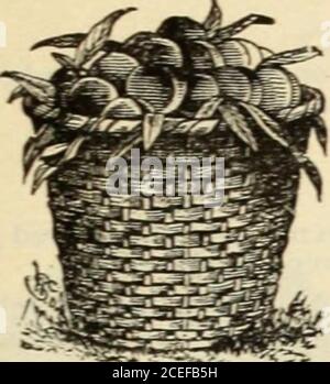 . Guida di Lovett alla cultura della frutta: Primavera, 1901. Presto. A metà estate. KOONCE. Grande ; giallo con guancia rossa, ricco, burroso,buono ; pesante portatore annuale. A metà estate. AUTUNNO DUCHESSE [dAngouleme). Grande, giallo verdolino, succoso, burroso; la nana migliore; produttivo. Metà autunno. BELLEZZA FIAMMINGA. Larjje; molto russeted, ricco, fondente; produttivo, molto duro. Presto. HOWELL. Piuttosto grande; giallo con guancia rossa, verygood; affidabile, redditizio. Tardi. KIEFFER. Grande; giallo palude rosso, showy; gelido-soda di ju; alfiere in anticipo, meravigliosamente produttivo. LOUISE BONNE DE JERSEY. Grande; giallo*con eccesso di rosso brunastro Foto Stock