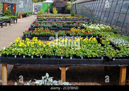 Una vista di una selezione di piante da letto in mostra presso un centro giardino a Taverham, Norfolk, Inghilterra, Regno Unito. Foto Stock