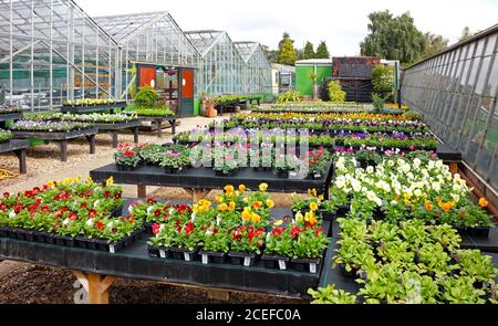 Una vista di una selezione di piante da letto in mostra presso un centro giardino a Taverham, Norfolk, Inghilterra, Regno Unito. Foto Stock