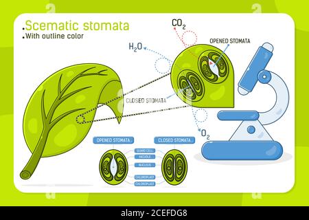 Stomata a foglia ingrandita con stomata schematica aperta e chiusa, immagine vettoriale per web design, ui, ux, app mobile su isolato su sfondo bianco Foto Stock