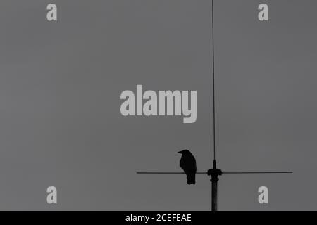 Silhouette di un corvo o corvo seduto su un'antenna con cielo grigio e molto spazio di copia Foto Stock