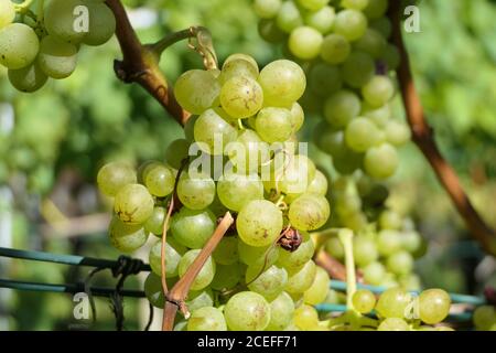 Uva bianca dolce in una piantagione di vino Foto Stock