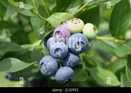 Un arbusto con deliziosi mirtilli blu Foto Stock