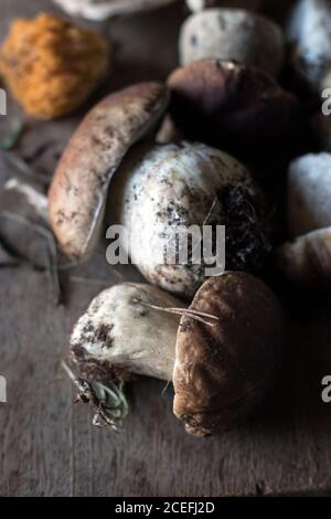 Colpo di closeup di un mucchio di funghi Boletus edulis appena raccolti con radici e sporcizia Foto Stock