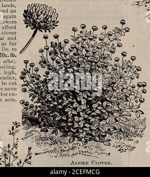 . Capovolgere una nuova foglia e essere convinto che W.W. I semi di Rawson & Co. Sono veri per nome / W.W. Rawson & Co. Foto Stock