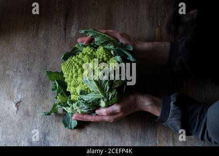 Mani che tengono fresco romanesco broccoli Foto Stock