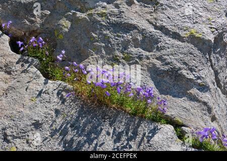 Bellflowers, Campanula scheuchzeri, che cresce in una fessura di roccia Foto Stock