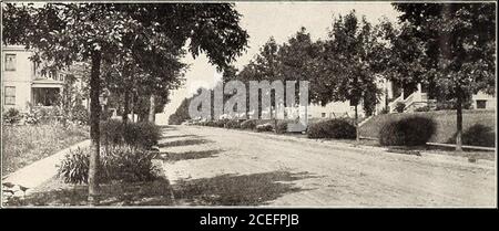 . Catalogo riveduto, illustrato e descrittivo di arbusti di alberi da frutto e ornamentali, rose, bulbi e piante bulbose, vitigni, piccoli frutti, ecc. Scarlatto coltivatore acero, di spalmatura forma arrotondata. Veryhardy e fa ombra densa. Uno dei più famosi aceri temostici. Purple Sycamore Maple. - Foliage verde scuro sulla superficie superiore e viola rosso sotto il rivestimento. Acero rosso o scarlatto.- inspirando cospicuo per le sue masse di fiori rossi e inFall per la sua brillante fogliame cremisi. Acero in foglia d'argento. - coltivatore duro e rapido.Foliage verde brillante sopra e argento sotto.produttore di ombre rapide. Schwedlers N