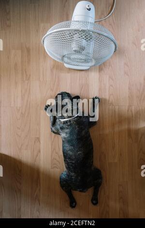 Cane da bulldog francese di fronte a un ventilatore d'aria. Foto Stock