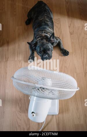 Cane da bulldog francese di fronte a un ventilatore d'aria. Foto Stock
