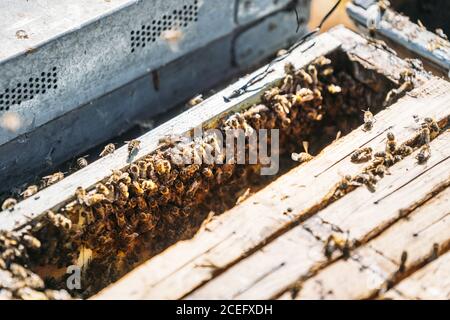 scatola per raccogliere il miele Foto Stock