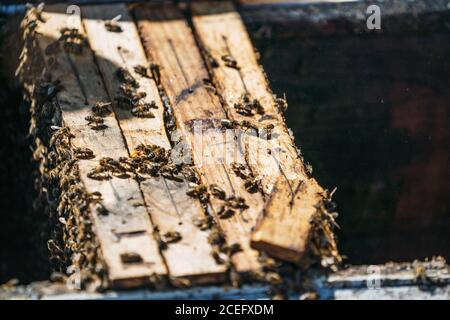 scatola per raccogliere il miele Foto Stock