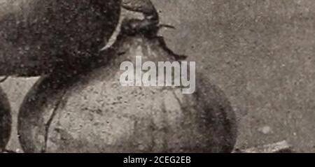 . Capovolgere una nuova foglia e essere convinto che W.W. I semi di Rawson & Co. Sono veri per nome / W.W. Rawson & Co. Foto Stock