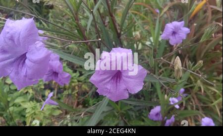 Ruellia simplex, la petunia messicana, bluebell messicano o petunia selvatica di Britton, è una specie di pianta fiorente della famiglia Acanthaceae. Foto Stock
