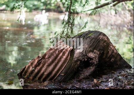 Corrugato, ferro arrugginito barile sinistra al lato di uno stagno con cigni in uno sfondo sfocato in una giornata di sole Foto Stock