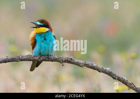 Uccello in piedi sul ramo dell'albero Foto Stock