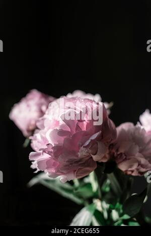 Mazzo di graziose peonie rosa in piedi vicino parete nera dentro camera oscura Foto Stock