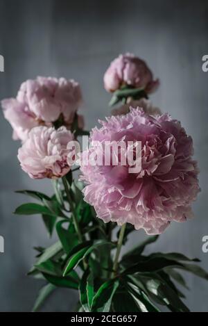 Mazzo di graziose peonie rosa in piedi vicino parete nera dentro camera oscura Foto Stock