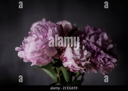 Mazzo di graziose peonie rosa in piedi vicino parete nera dentro camera oscura Foto Stock