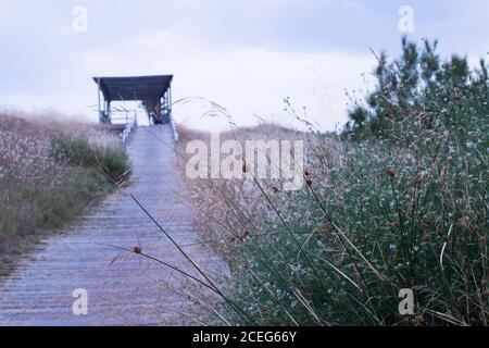 pasarela de madera rodeada de vegetación con el mirador de fondo a la playa del saler en valencia Foto Stock