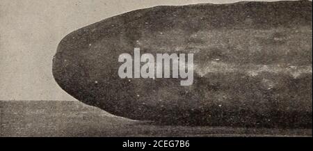 . Capovolgere una nuova foglia e essere convinto che W.W. I semi di Rawson & Co. Sono veri per nome / W.W. Rawson & Co. Foto Stock