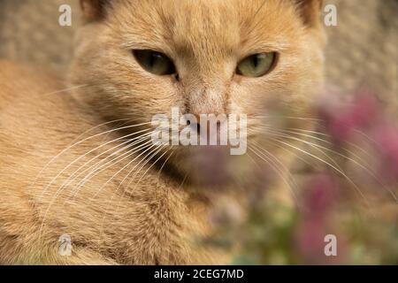 Un gattino zenzero si trova in un giardino con un'espressione molto seria vicino alle piante e su un semplice sfondo sullo sfondo di una recinzione, beautu Foto Stock