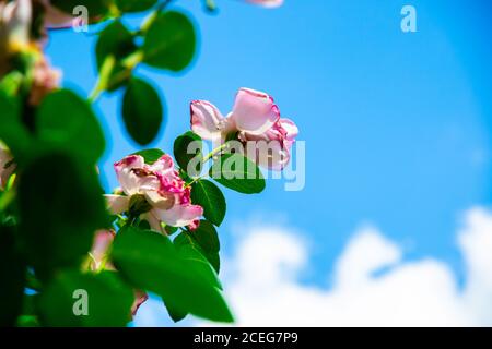 Rosa cane Rosa canina fiori con gocce d'acqua dopo la pioggia Foto Stock