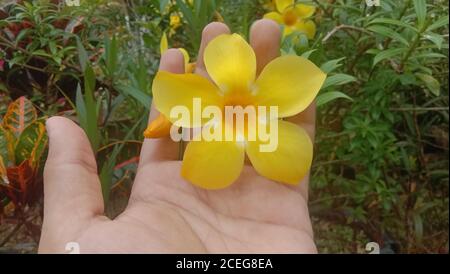 un bel fiore giallo fresco di allamanda Foto Stock