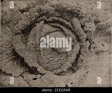 . Capovolgere una nuova foglia e essere convinto che W.W. I semi di Rawson & Co. Sono veri per nome / W.W. Rawson & Co. Rawsons Globe si accucciò Savoia. CAVOLO SABAUDO. IlloBE HA ARRICCIATO SAVOY{azioni di mercato extra). Il popolare SavoyCabbage arricciato (vedi taglio). La qualità eccellente, un'intestazione sicura, il tutto veritoloso e piacevolmente colorato. Foglie rughe e verde scuro. È molto duro, e migliorato dal gelo. Asfis è una delle nostre specialità, siamo stati molto particularin salvare le teste per seed.avendo personalmente selectedthem tutti e cresciuto l'entirecrop sulla nostra fattoria di Arlington, consideriamo il nostro stock secondo Foto Stock