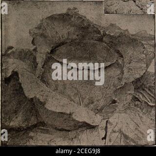 . Capovolgere una nuova foglia e essere convinto che W.W. I semi di Rawson & Co. Sono veri per nome / W.W. Rawson & Co. Foto Stock