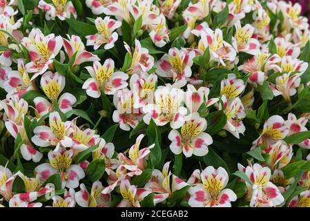 Alstroemeria aurea, victoria, lilly peruviano Foto Stock